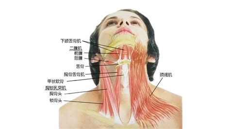 臉部代表器官